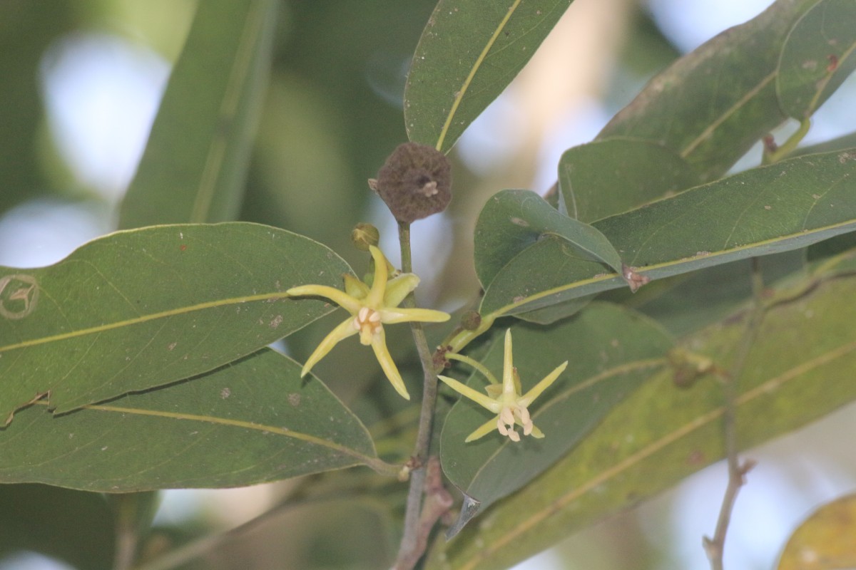 Hydnocarpus castaneus Hook.f. & Thomson